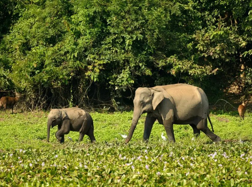 Molai Forest Reserve